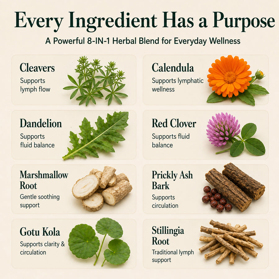 Infographic of 8 herbal ingredients in WINYEL Lymphatic Support Drops including Cleavers and Dandelion.