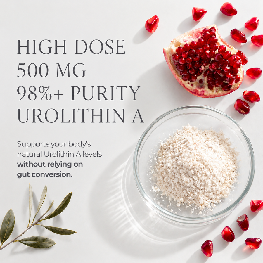 WINYEL Urolithin A supplement powder in a glass bowl with pomegranate seeds and a leaf.